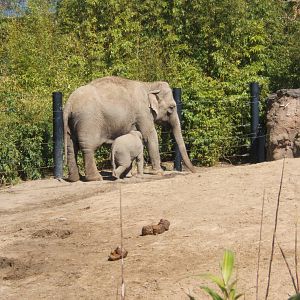 Asian Elephant cow and calf