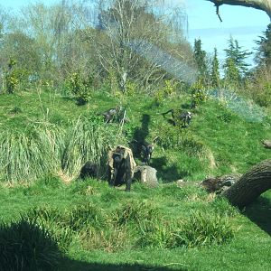 View of Gorilla enclosure