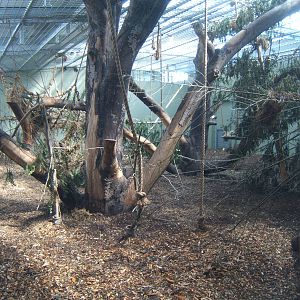 View inside the Gorilla house