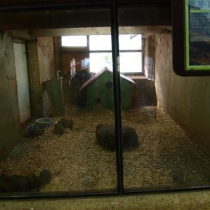 Petting zoo - degu cage (April 19th, 2015)
