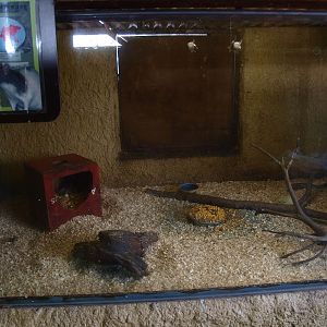 Petting zoo - rat cage (April 19th, 2015)