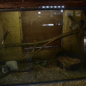 Petting zoo - chinchilla cage (April 19th, 2015)