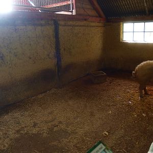 Petting zoo - Mangalitsa pig pen (April 19th, 2015)