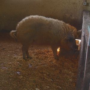 Mangalitsa pig eating restaurant scraps (April 19th, 2015)