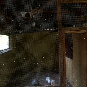 Petting zoo - pigeon aviary (April 19th, 2015)