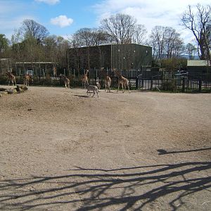 View of African Savannah