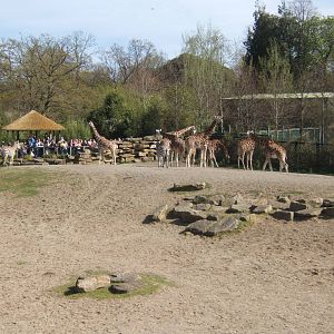 View of African Savannah