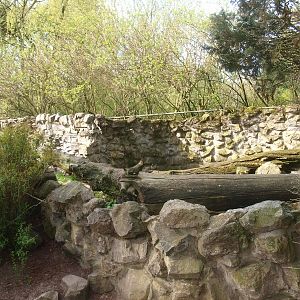 Raccoon exhibit (April 19th, 2015)