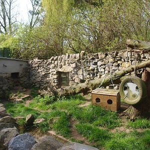 Raccoon exhibit (April 19th, 2015)