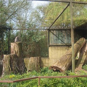 Great grey owl aviary (April 19th, 2015)