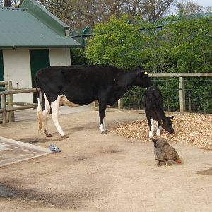 Holstein Friesian cow and calf