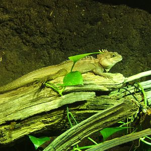 Forest Dragon (Hypsilurus nigrigularis)