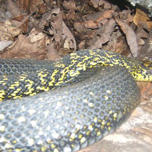 King Ratsnake
