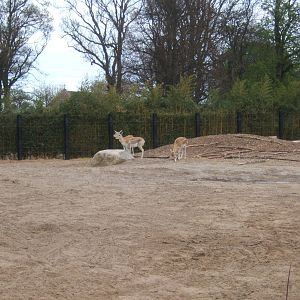 Blackbuck in the elephant paddock