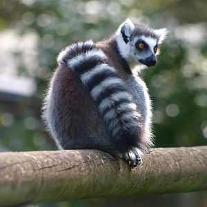 Ring-tailed lemur (April 19th, 2015)