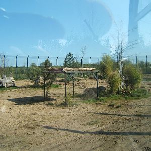 View of part of the new Amur Tiger enclosure