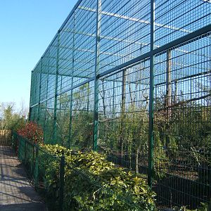 European Lynx enclosure