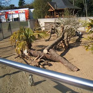 View of Meerkat enclosure