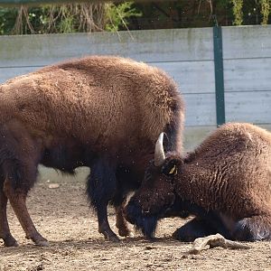 Wood bisons (April 19th, 2015)