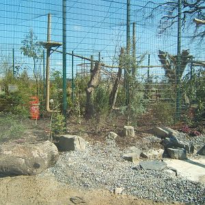 View of Amur Leopard enclosure