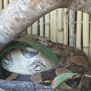Boa Constrictor (Boa constrictor imperator)
