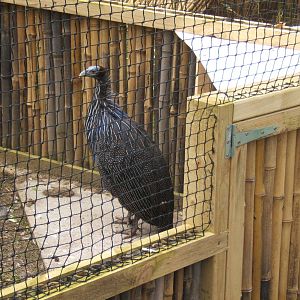 Vulturine Guineafowl