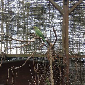 Ring-necked Parakeet