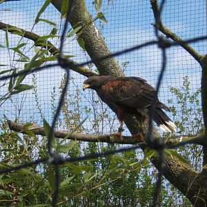 Harris Hawk