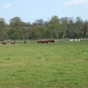 American Bison