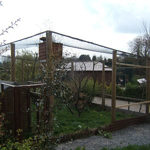 View of Harris Hawk aviary