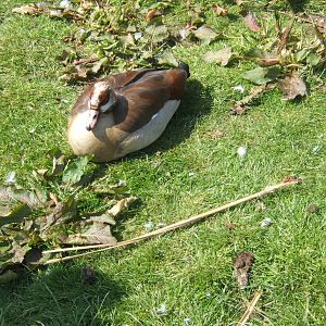 Egyptian Goose