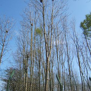 View of Raccoon`s up trees