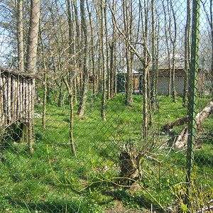 Raccoon and Striped Skunk enclosure