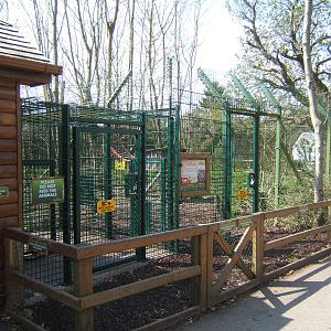 View of Ring-tailed Coati enclosure