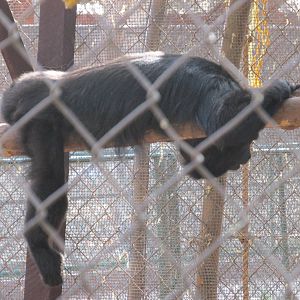yucatan black howler monkey centenario zoo