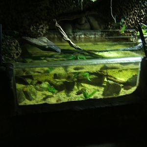 View of future Chinese Soft-shelled Turtle exhibit
