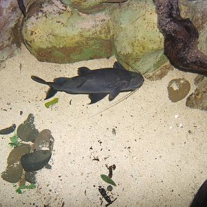 Upside Down Catfish (Mystus leucophasis)