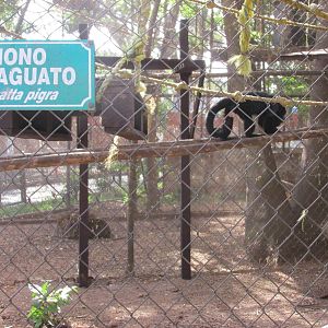 Yucatan black howler monkey exhibit Centenario zoo