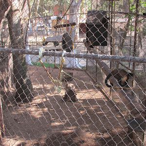 capuchin monkey exhibit centenario zoo