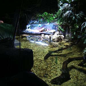 View of Red-eared Slider exhibit