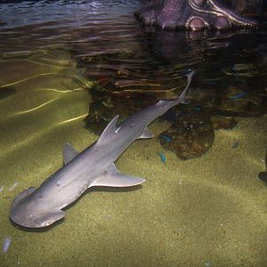 Bonnet Head Shark