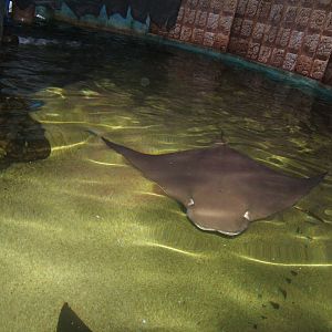 Cow-nosed ray