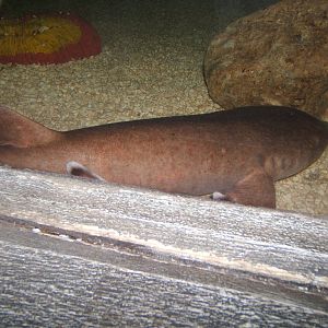 Short-tailed Nurse Shark