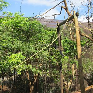 yucatan spider monkey exhibit