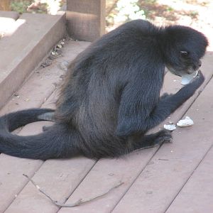 yucatan spider monkey centenario zoo