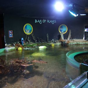 Bay of Rays tank
