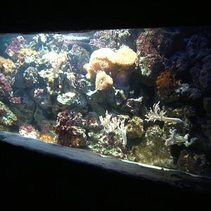 Coral tank