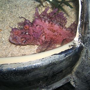 Weedy Sea Scorpion (Rhinopas frondosa)
