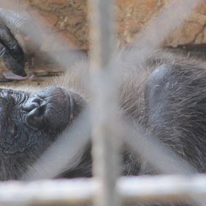 suzy chimpanzee centenario zoo