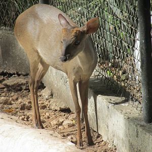 juvenile yucatan brocket deer centenario zoo